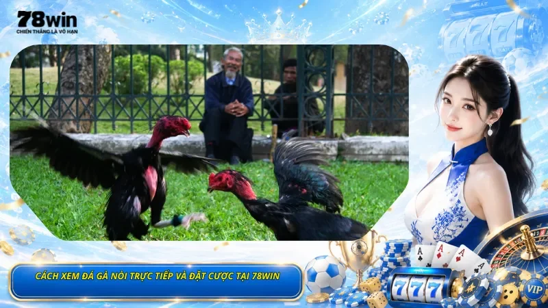 Cách Xem Đá Gà Nòi Trực Tiếp Và Đặt Cược Tại 78Win